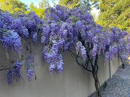 Image result for Wisteria
