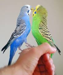 A Bird Kiss Muhabbet Kuslari Kus Minis