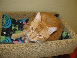 Check spelling or type a new query. Petco Adoption Center Fresno