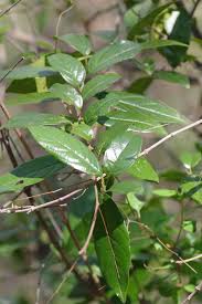 Image result for Rhamnus prinoides