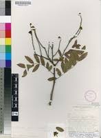 Image result for Julbernardia