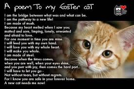A Poem For People Who Foster Cats Foster Cat Cat Poems The Fosters
