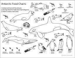 That being said, this year i want to do an overall arctic unit with the kids where they generally learn about all the different animals that live in that environment. Antarctic Food Chain Sheet Science Skills Online Interactive Activity Lessons Food Web Food Chain Ocean Food Web