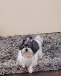 Many breeds of puppies for sale in ghana , some are sold cheap. Perfect Images Mi Kis Home Facebook