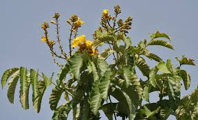 Image result for Markhamia lutea