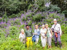 Image result for Pentarrhinum insipidum