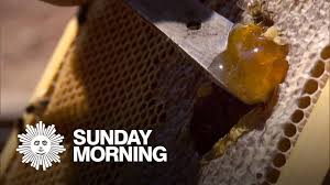 Ikarian Honey The Nectar Of Longevity Youtube