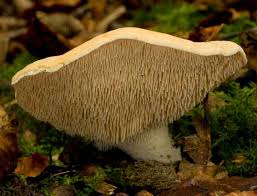 Image result for Hylodesmum repandum