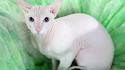 Peterbald For Sale - Hoobly Classifieds