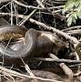 فالووربالا?q=Anaconda in Amazon forest photos from www.cnn.com