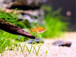 Finally Starting To Love My 10 Gallon. Just Has 6 Ember Tetras And 3  Nerites. Thinking Giant Betta Or More Embers And Some Cherry Shrimp  Eventually. : R/Plantedtank