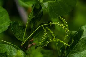 Image result for Allophylus rubifolius