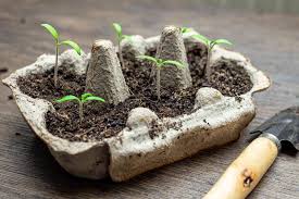 Compost takes all those unwanted scraps of organic waste matter and makes them useful. Are Egg Cartons Recyclable