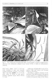 Image result for Antrophyum mannianum