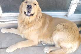 Maybe you would like to learn more about one of these? Upcoming Litter Golden Retriever Puppy For Sale Near San Diego California 4cf955db 7fe1