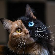 Black Baby Kittens With Green Eyes A Chimera Cat It S 2 Distinct Cats In One I Have One She S Tabi And Black With Green Eyes Lovely Cute Animals Pretty Cats Cute Cats