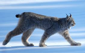 We offer lots of exotic cats for sale at frazier farms exotics including bobcats (lynx rufus), canada lynx (lynx canadensis), eurasian lynx (lynx lynx), sand cats (felis margarita), carpathian lynx (lynx lynx carpathicus), and mainecoons. Lynx Facts