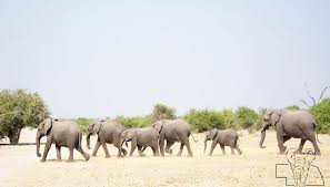 Learn about life in a herd of elephants why these animals like to stick together. The Role Of The Matriarch Elephant Blog