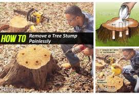 Easiest Way To Remove A Tree Stump Yourself Painlessly Video Diy Tutorials Tree Stump Lemon Tree From Seed Stump Removal