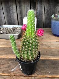 If the plant is in a container with other plants make sure to remove all plants from that container and isolate the one exhibiting symptoms of root rot. Help This Cactus Smells Really Bad Succulents