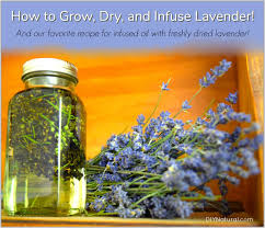 Put dried lavender flowers in one cup of very hot water for 20 minutes. How To Grow Lavender How To Dry Lavender And How To Infuse It