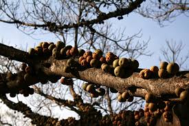 Image result for Ficus sansibarica