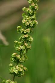 Image result for Rumex