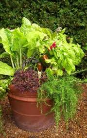 Cole crops like broccoli, cauliflower, and cabbage can be direct seeded into your garden around february 25, assuming the ground can be worked, but it's better to start them indoors around january 28 and then transplant them into the garden around march 18. Top 10 Vegetables For Containers