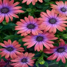 Image result for Osteospermum nyikense