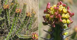 Image result for Euphorbia ramulosa