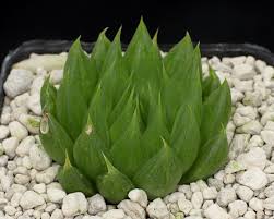 Image result for Mohria vestita