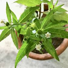 Image result for Eclipta