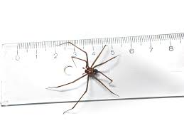 The brown recluse spider bite is toxic to both cells and tissues. Identify Brown Recluse Spiders With Pictures