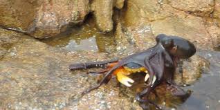 Remember that the octopus will be alive when you pull it out of the water, so make sure you have a good place to store keep your octopus in a water filled container. How Long Can An Octopus Live Outside Of Water Octolab Tv