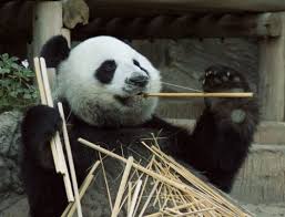 Food Me The Most Important Chinese Restaurant Phrases For Hungry Students