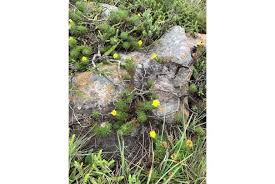 Image result for Felicia clavipilosa