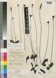 Image result for Buchnera subglabra