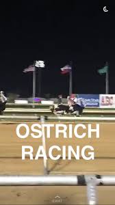 Very disappointing and not exciting at all. How To Horse Race In 10 Steps It S Not Hou It S Me