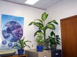 Growing Plants Indoors Under Supplemental Lighting Kent Kobayashi