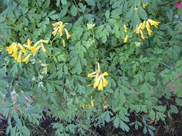Tolerates drier soils and more sun than other corydalis. Corydalis Lutea A Perennial Silive Com