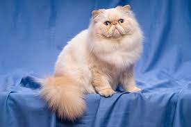 Meskipun kucing ini hasil kawin silang dengan kucing persia, harga kucing anggora campuran persia tidaklah terlalu mahal. 15 Harga Kucing Persia Himalaya Persia Medium Flatnose Dan Peaknose