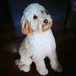 Daisy Labrada's Instagram, Twitter & Facebook