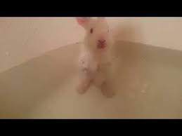 Remember to use plain water. This Baby Bunny Taking A Bath Might Be The Cutest Thing You Ve Ever Seen Cute Baby Bunnies Baby Bunnies Cute Puppy Videos