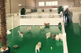 Pet boarding & kennels kennels pet grooming. Poshpaws