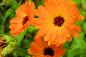 2 bis 3 mal täglich 10 bis 50 tropfen einnehmen. Calendula Globuli Anwendung Wirkung Dosierung