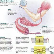 Image Result For Muscle Cell Infographic Types Of Muscles Muscle Muscle Contraction