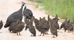 Understandably, the egyptians considered the guinea fowl a luxury food for the wealthy. Guinea Fowl Guard Birds Pest Control These Birds Are Unsung Heroes