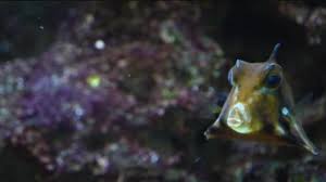 I went on a pursuit to. Humpback Turretfish Commonly Called Camel Cowfish Floats Water Moves His Video By C Gdmpro Stock Footage 391306036