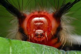 Black And Red Spiky Caterpillar California Red Face Macro Pictures Insects A Bug S Life