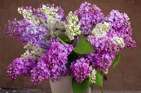 How To Care For Lilacs Hunker Lilac Tree Lilac Flowers Lilac Bushes